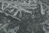 Fossil Graptolite (Didymograptus) Cluster - Wales #353829-1